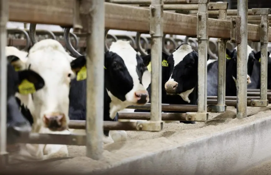 boehringer_dairy-cow-1-872x563790819-1