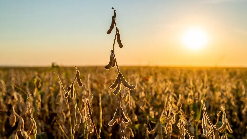 web-photo-template-onecms-1000-x-563-px-2025-11-06t134129-058158456