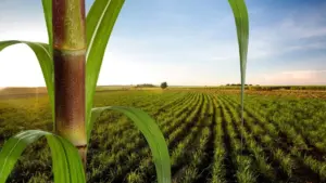 web-photo-template-onecms-1000-x-563-px-17530593