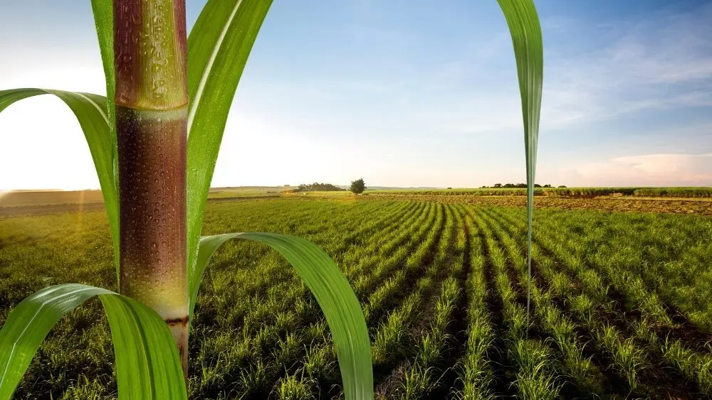 web-photo-template-onecms-1000-x-563-px-17530593