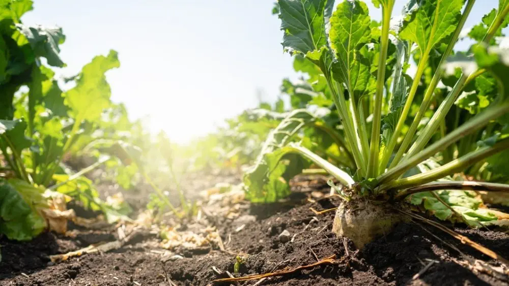 web-photo-template-onecms-1000-x-563-px-69677510