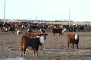 cattle-feedlot-ne-examiner-845x563463324-1