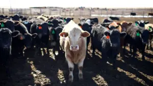 web-photo-template-onecms-1000-x-563-px-2759593