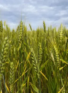 pexels-rainy-mars-33171843-410x563359916-1