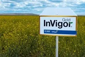 invigor-gold266560
