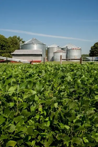 pexels-nc-farm-bureau-mark-2889412-375x563306622-1