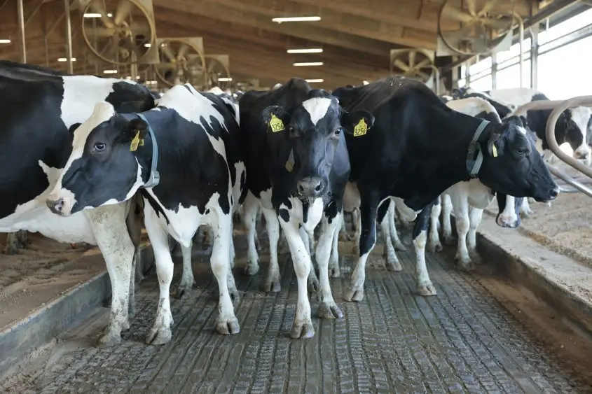 boehringer-cattle-image-845x563330747-1