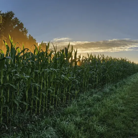 corn-with-fog-and-sun-563x563954727-1