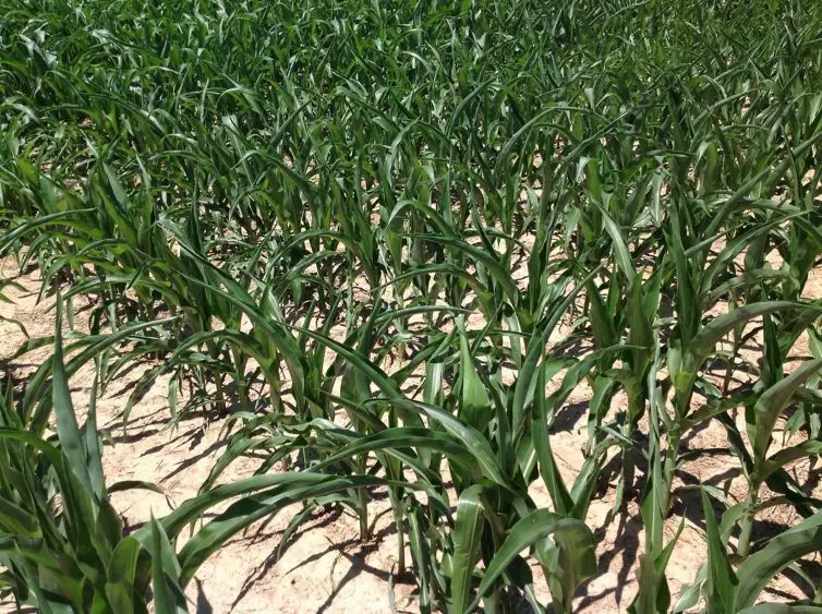 agronomy_photos_2019_corn_510-754x563321788-1