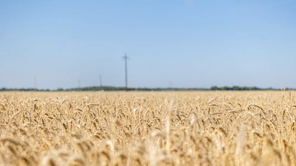 wheat-18-1
