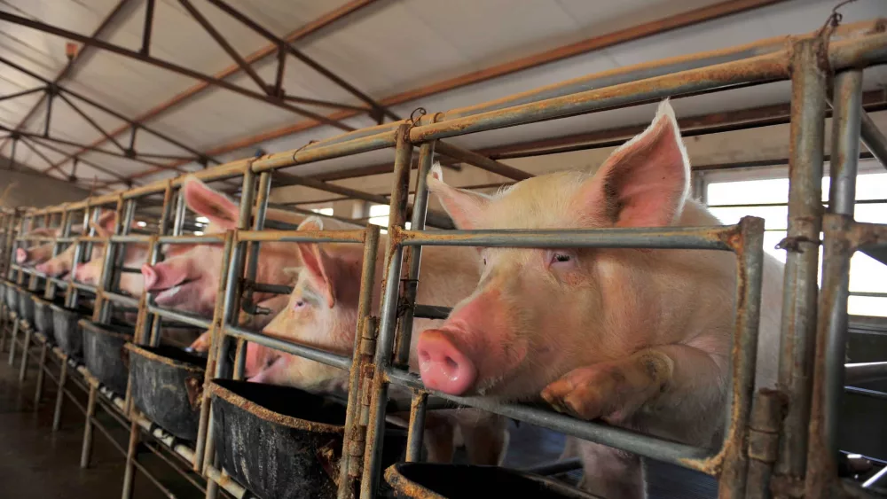 the-farm-pigs-5