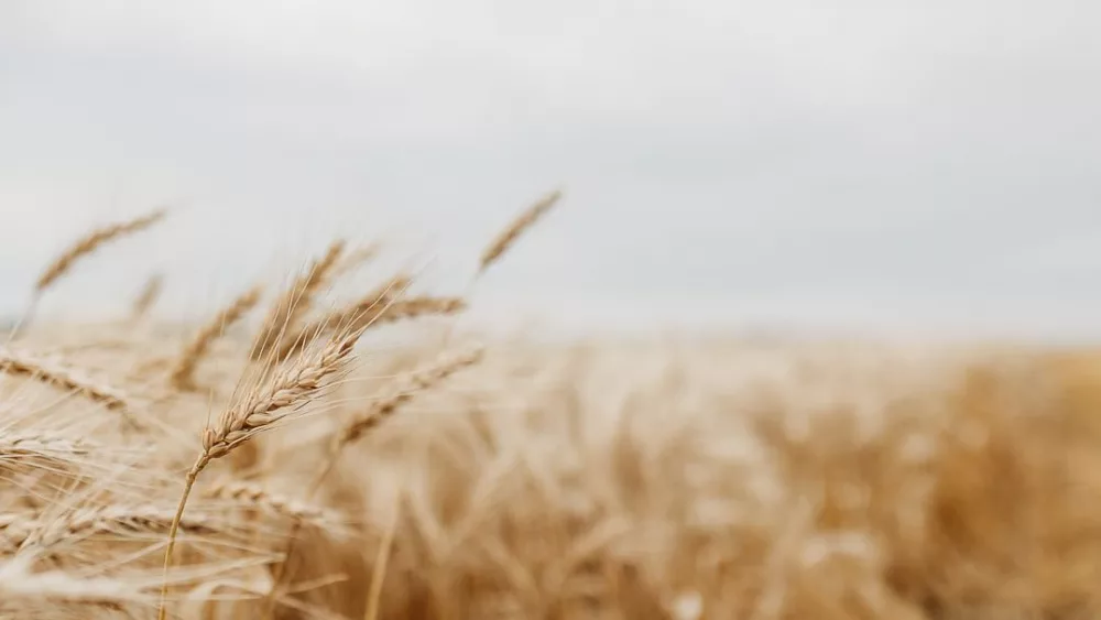 wheat-1-2