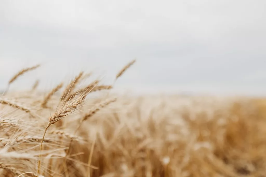 wheat-1-2