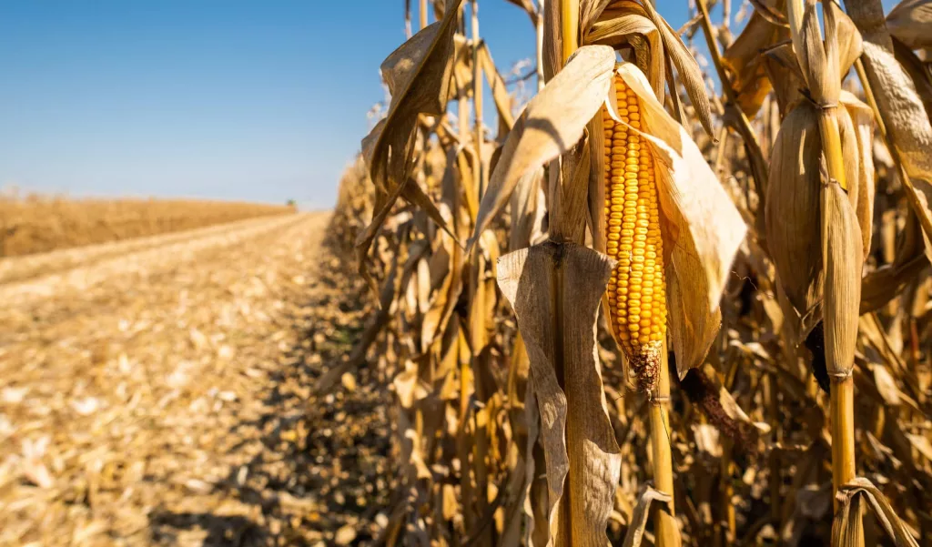 ripe-corn-on-the-cob-in-a-field-3