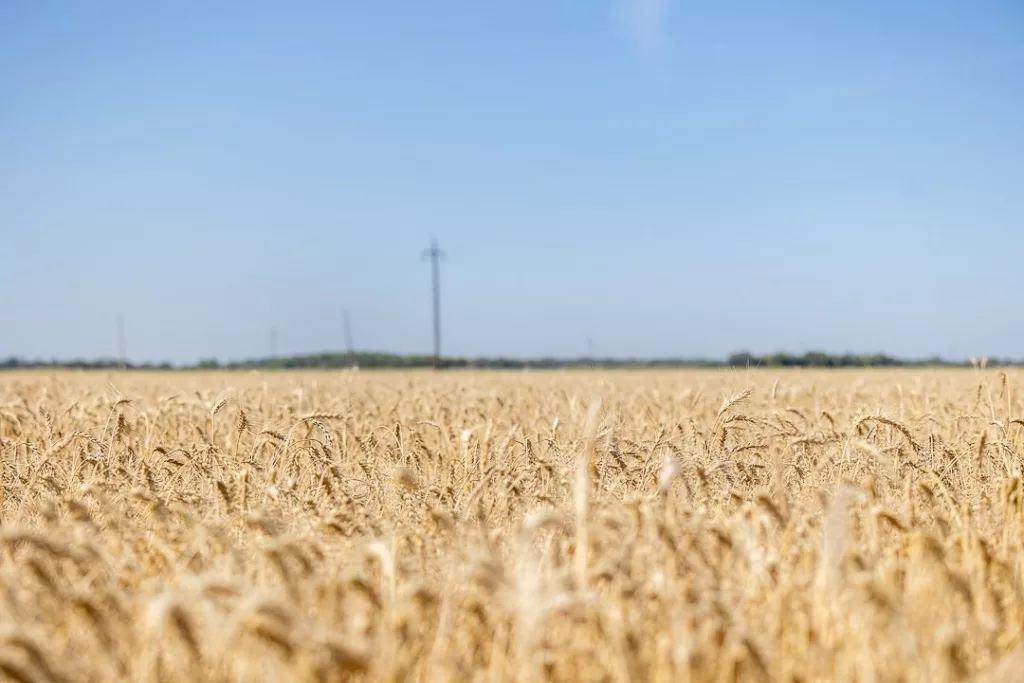 wheat-18-2-2