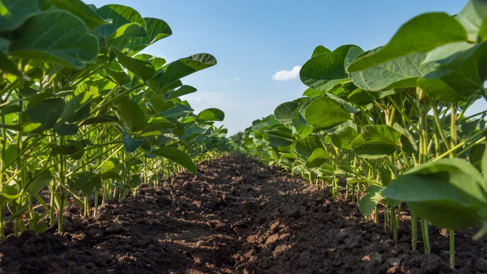 a-field-of-young-soybean-shoots-stretch-up-rows-of-soy-plants-on-an-agricultural-plantation-selective-focus-3