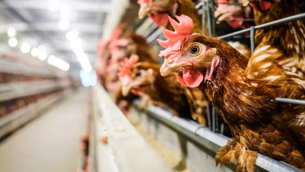 noise-and-blur-some-chicken-layer-chickens-with-multilevel-pro-4