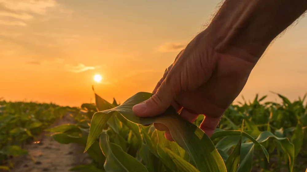 farmer-is-examining-corn-crop-plants-in-sunset