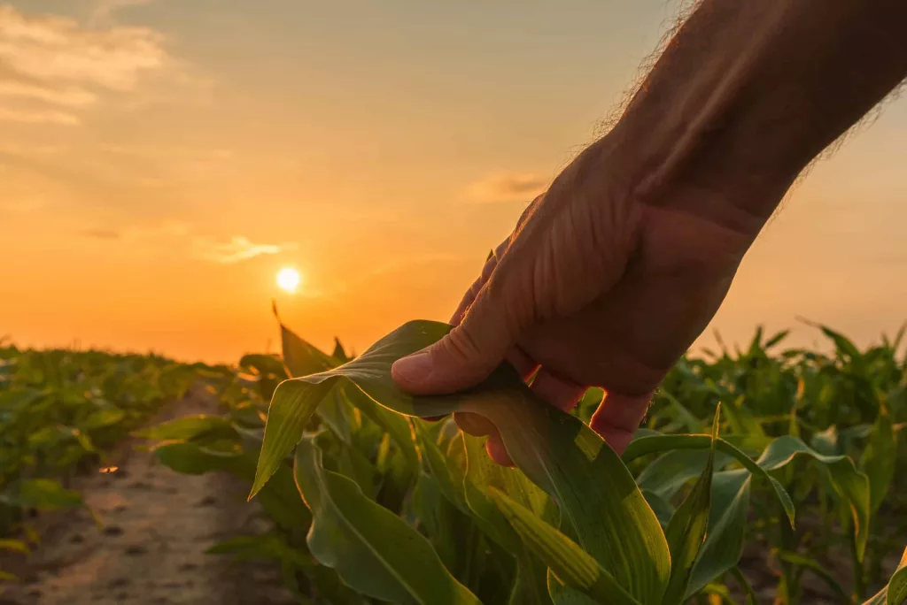 farmer-is-examining-corn-crop-plants-in-sunset