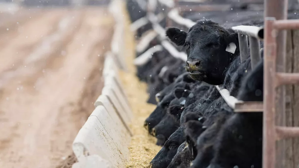 feedlot-cattle-in-the-snow-muck-mud-17