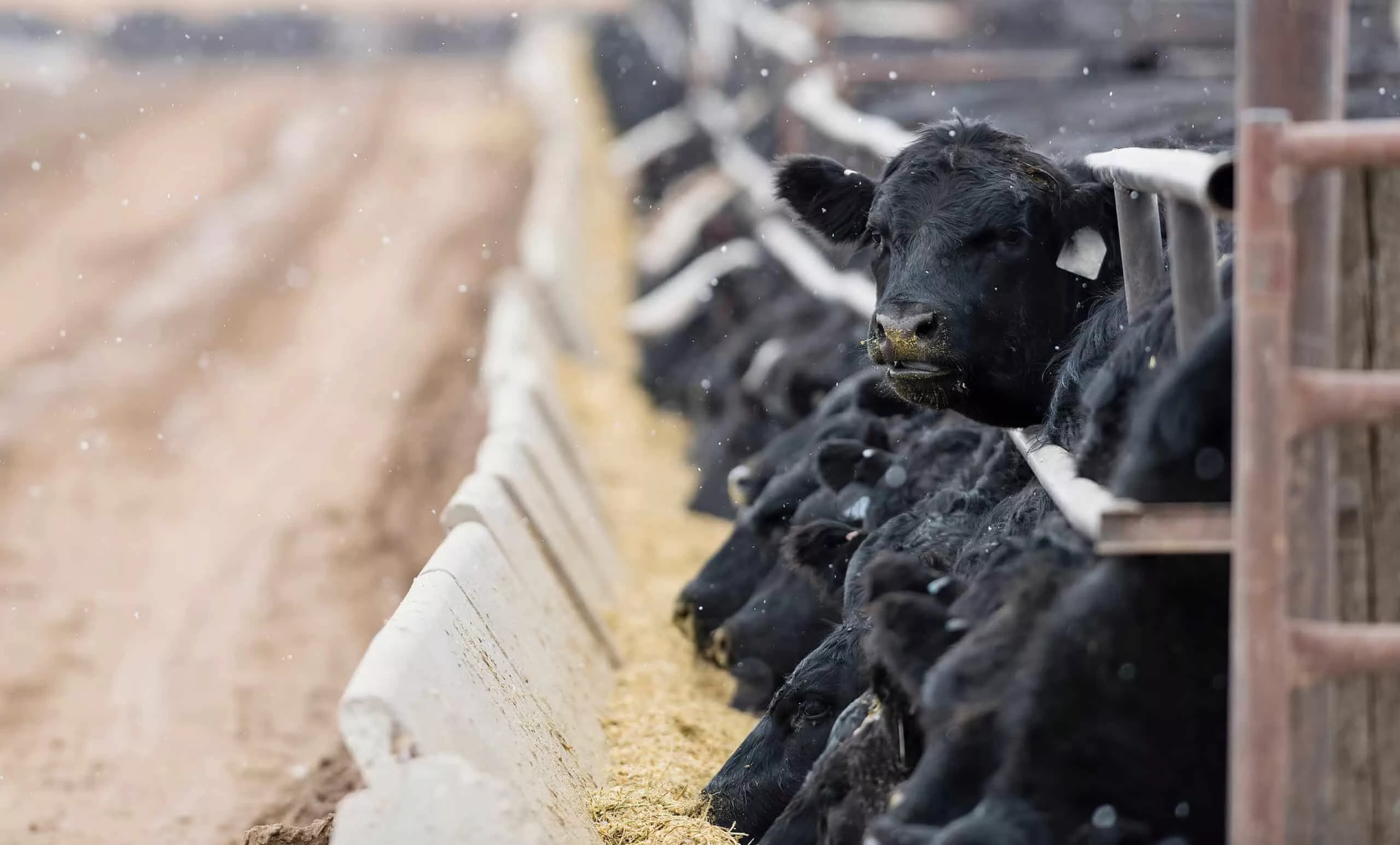 feedlot-cattle-in-the-snow-muck-mud-17