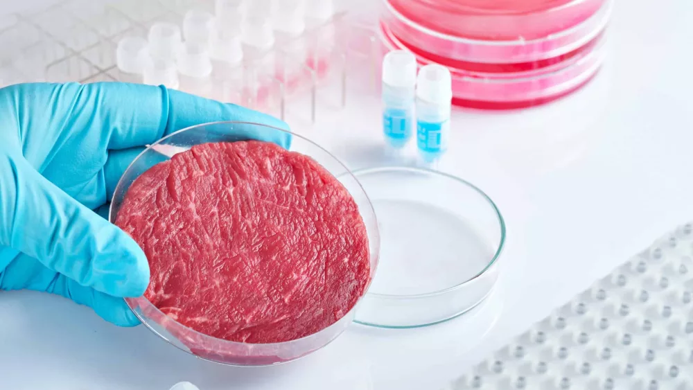 a-person-in-blue-gloves-holding-a-petri-dish-with-artificial-meat-vat-produced-meat