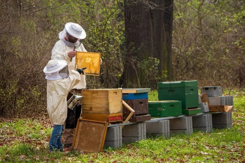 beekeeper-4426003_1280-845x563259396-1