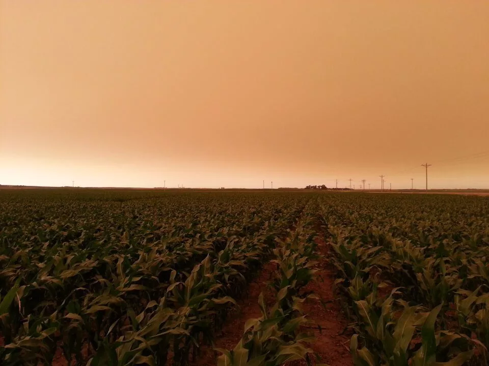 agronomy_photos_corn_8647-lowres329691