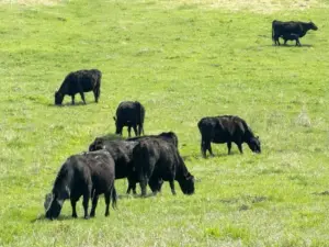 cattle-2-scaled-1-751x563904421-1