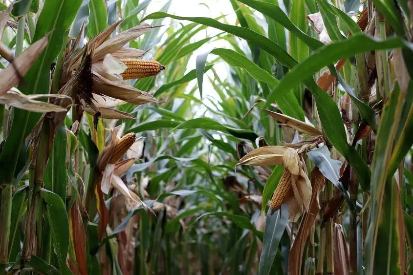 corn-on-the-cob-4507230_1280-845x563186113-1