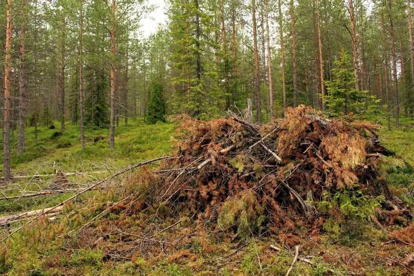 A pile of fallen branches and pine needles in a forest^ surrounded by tall trees.