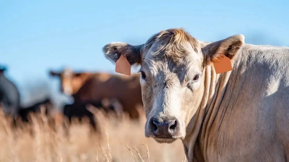 web-photo-template-onecms-1000-x-563-px-2025-10-24t064813-402152510