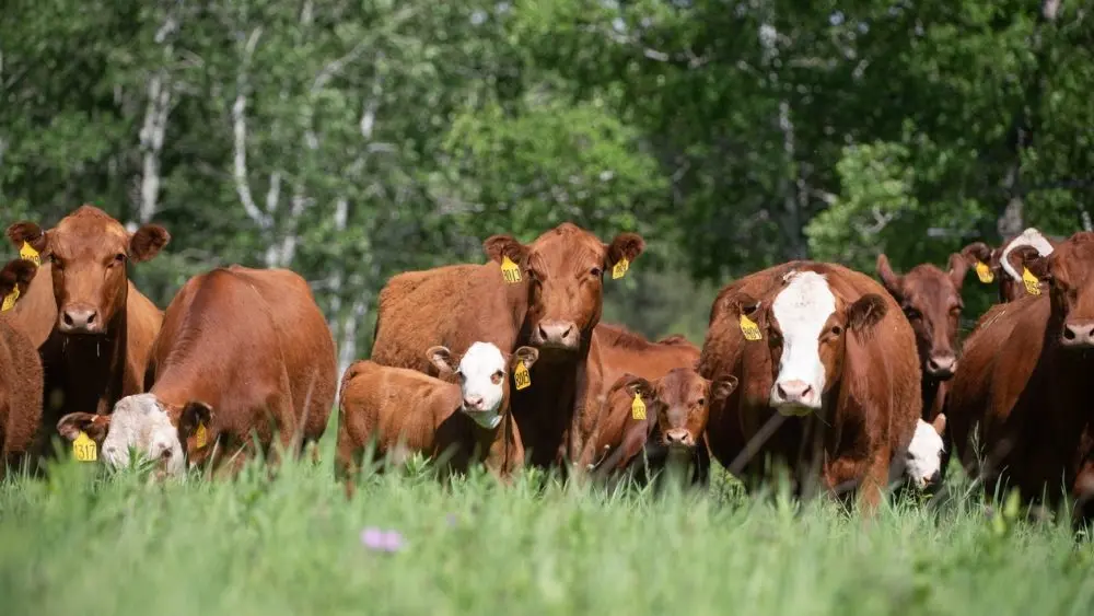 web-photo-template-onecms-1000-x-563-px-2025-08-21t061117-815333831