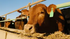 web-photo-template-onecms-1000-x-563-px-2025-12-23t122125-005