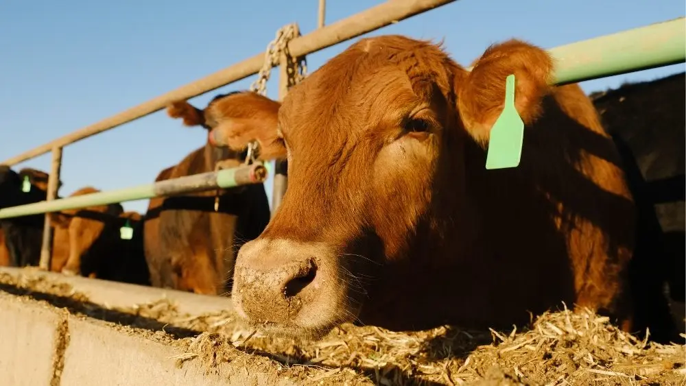 web-photo-template-onecms-1000-x-563-px-2025-12-23t122125-005