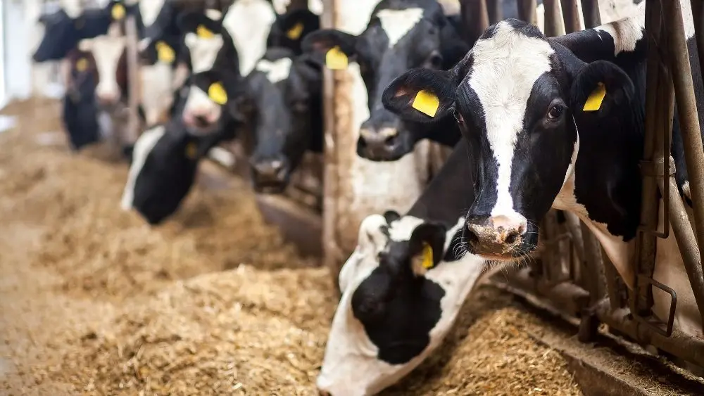 web-photo-template-onecms-1000-x-563-px-2025-09-30t144853-614802667