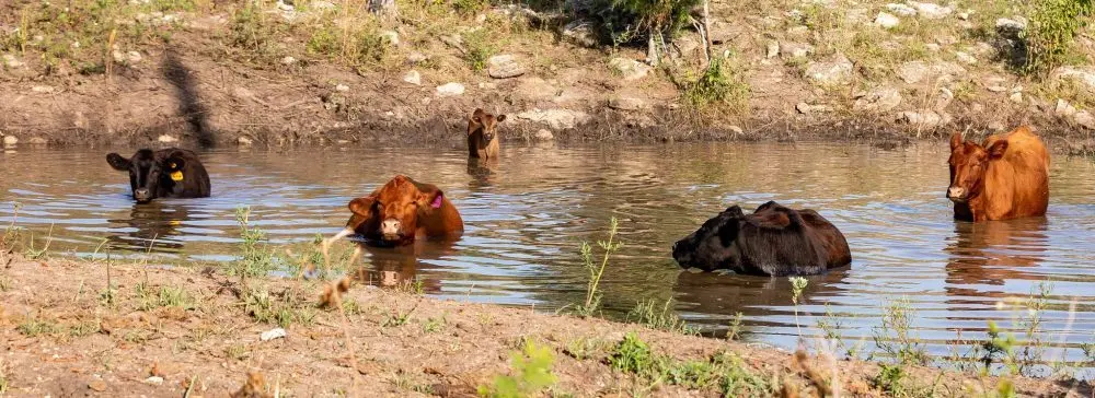 cattle-in-pond-banner-1000x364617387-1