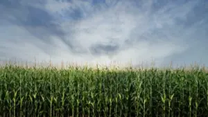 web-photo-template-onecms-1000-x-563-px-2026-01-14t115642-468262272