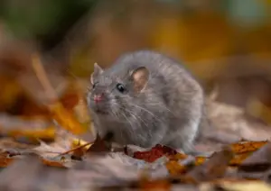 rat-9967712_1280-796x563397671-1