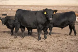 More than 5.77 million carcasses met Certified Angus Beef ® brand specifications^ averaging a 37.6% acceptance rate for the year.