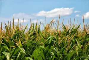 corn-65304_1280-841x563227662-1