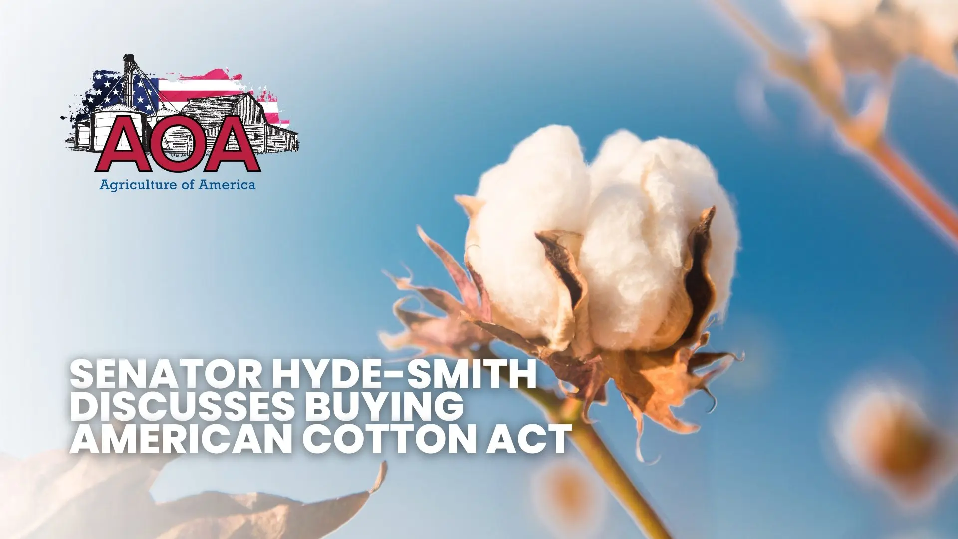 cotton-aoa-youtube-thumbnail