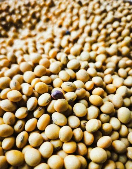 pexels-somesh-singh-322854-36063252-439x563956117-1