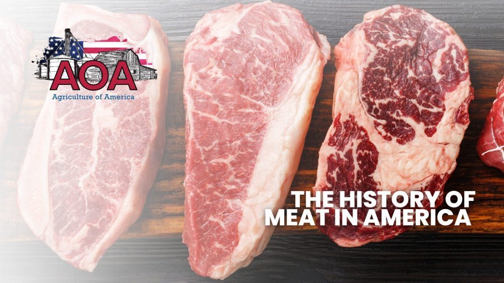 The History of Meat in America | Agriculture of America