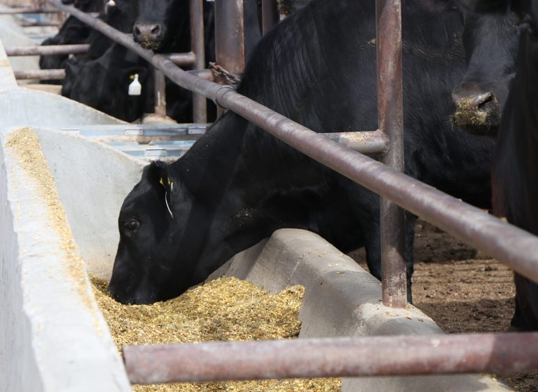 Trump Administration Moves to Expand Beef Imports Amid Record High ...