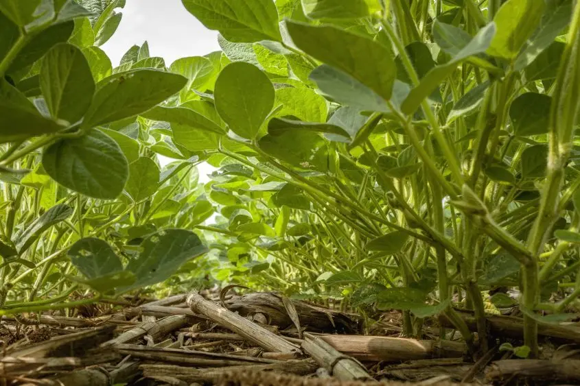 helm_soybeans-845x563366379-1