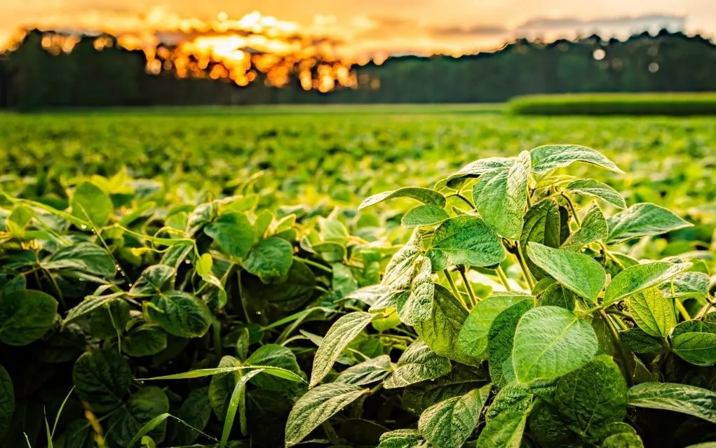 soybeans