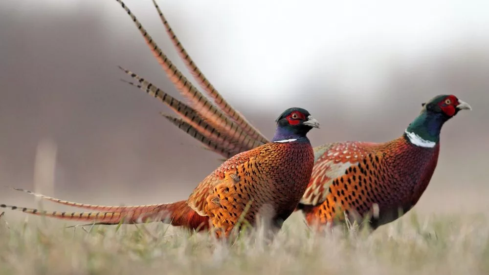 pheasants
