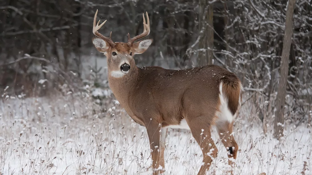 deer