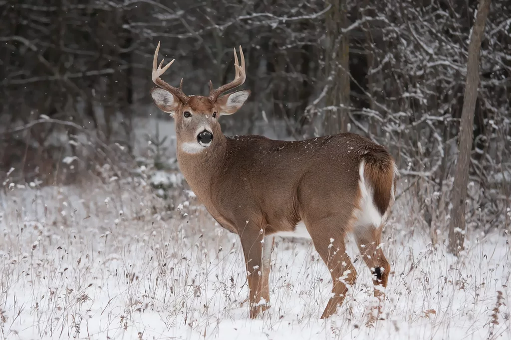 deer
